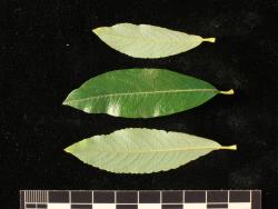 Salix ×dichroa. Distal (bottom) and proximal leaves from one branchlet.
 Image: D. Glenny © Landcare Research 2020 CC BY 4.0
